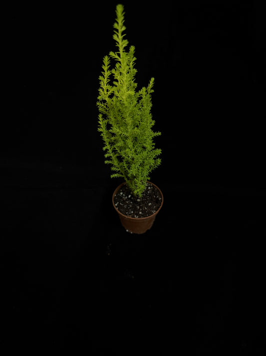 Lemon Cypress - Grower's Choice