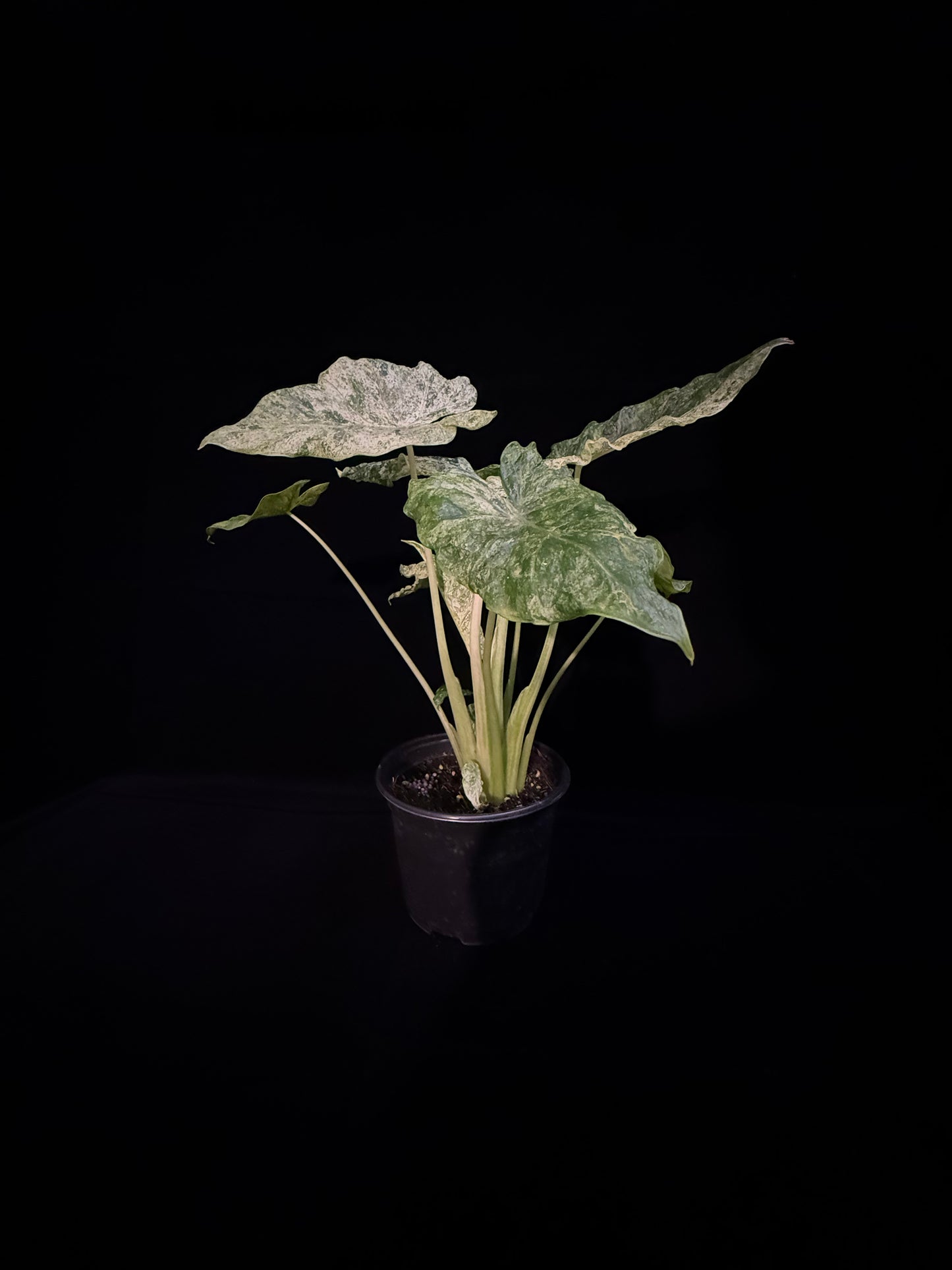 Alocasia Blizzard - Mutation