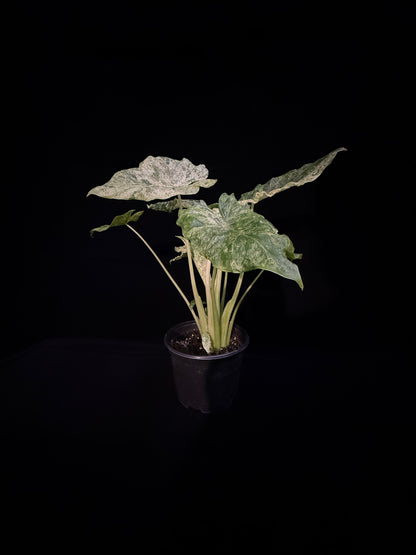 Alocasia Blizzard - Mutation