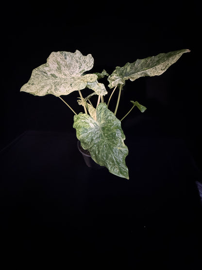 Alocasia Blizzard - Mutation