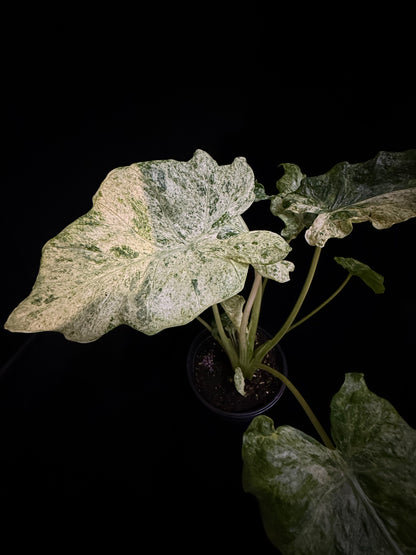 Alocasia Blizzard - Mutation