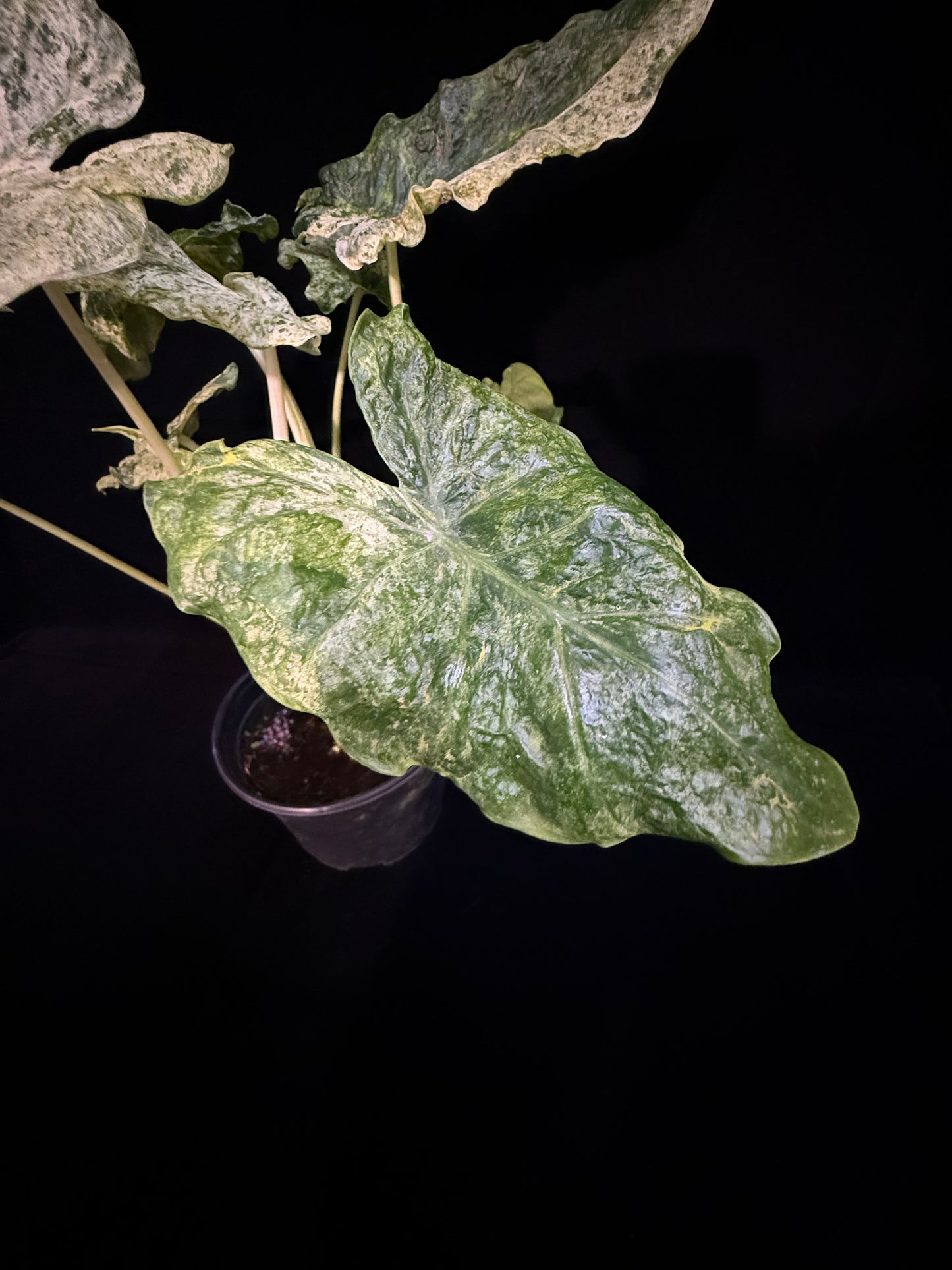 Alocasia Blizzard - Mutation