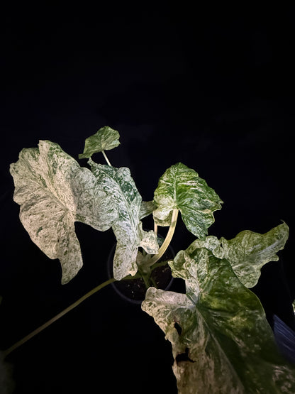 Alocasia Blizzard - Mutation
