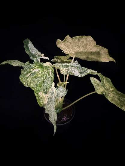 Alocasia Blizzard - Mutation