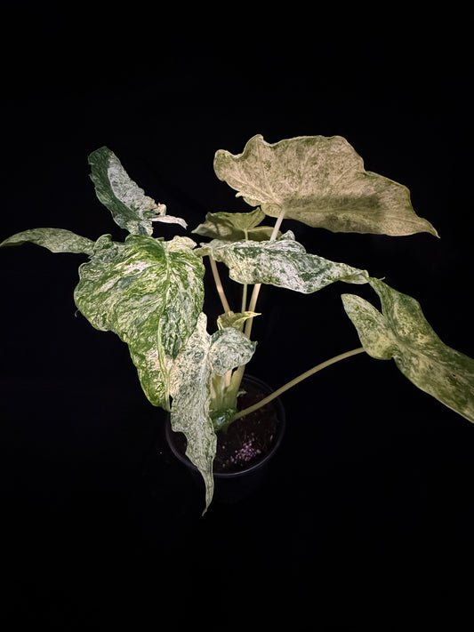 Alocasia Blizzard - Mutation