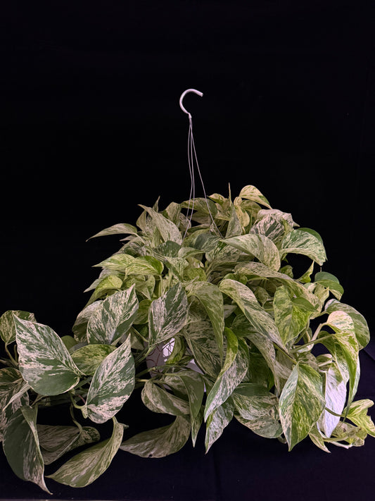Pothos Snow Queen - 10" Hanging Basket - Grower's Choice