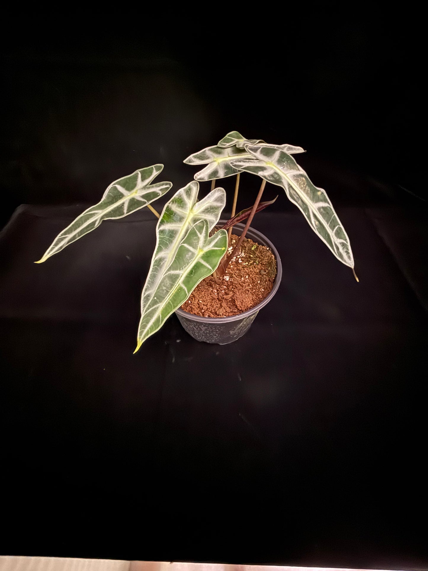 Bambino - Growers Choice