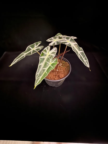 Bambino - Growers Choice