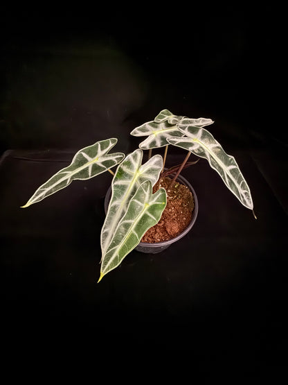 Bambino - Growers Choice