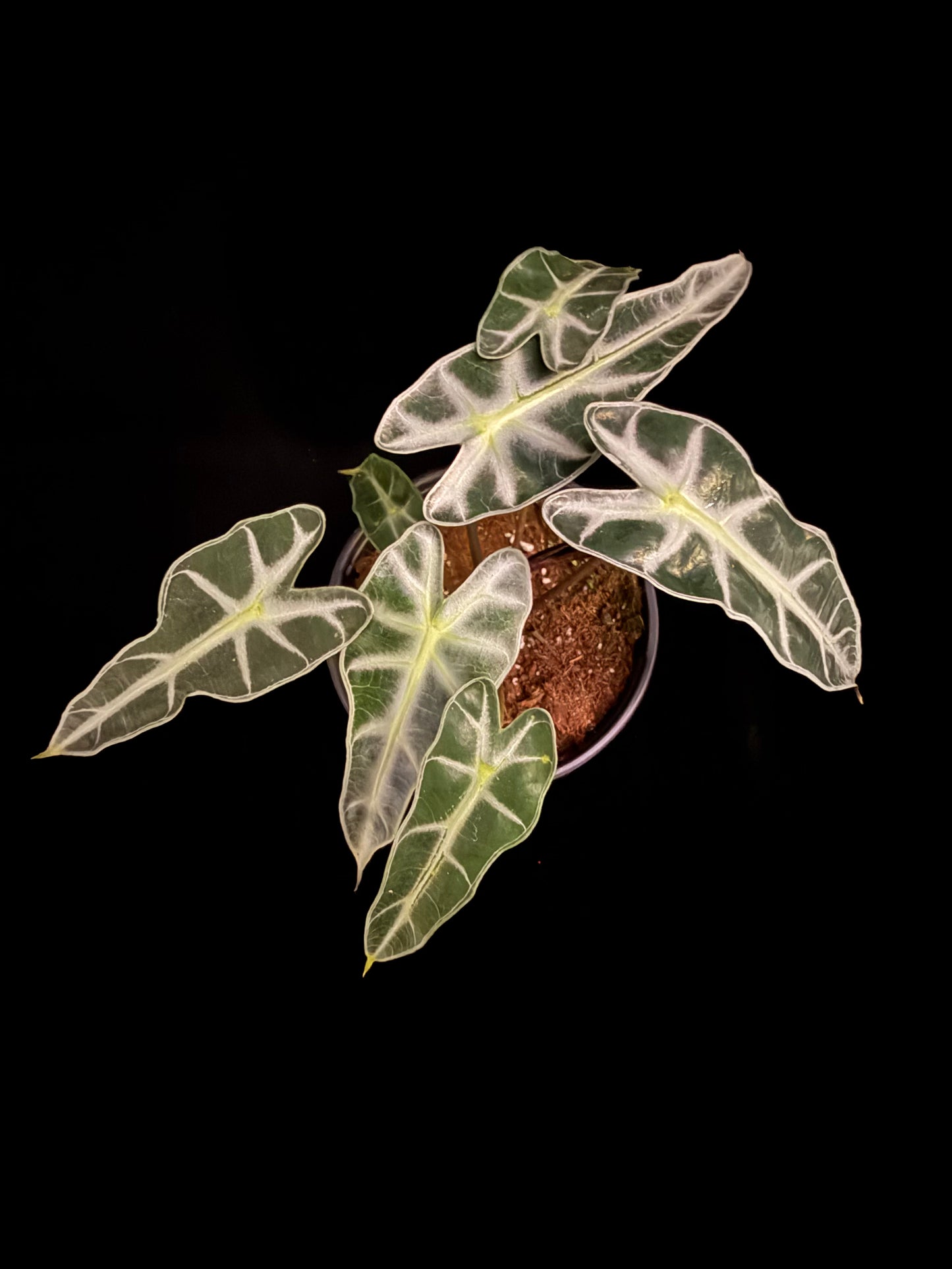 Bambino - Growers Choice