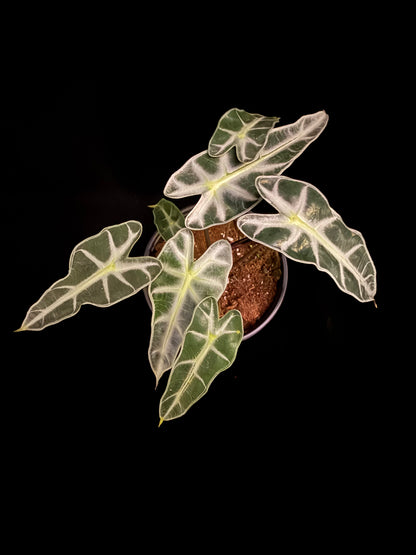 Bambino - Growers Choice