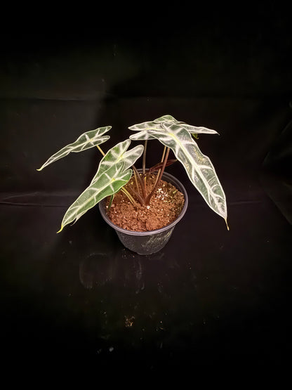 Bambino - Growers Choice