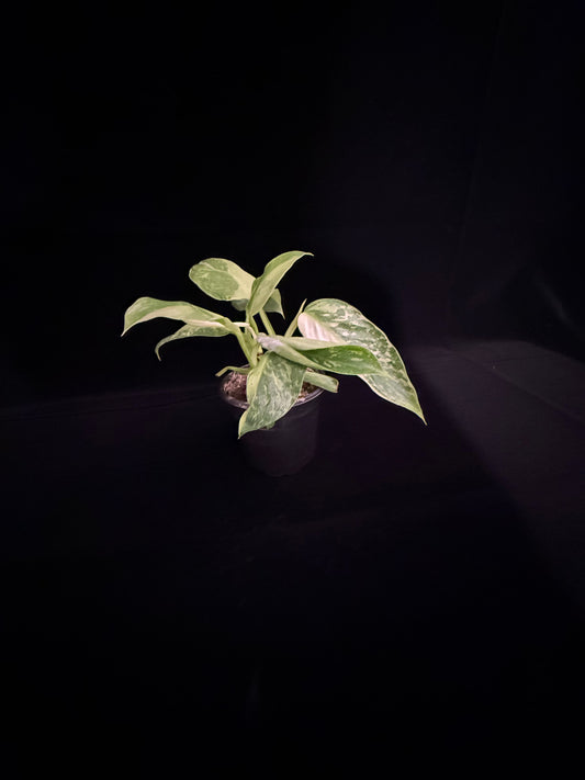 Philodendron Jose Buono