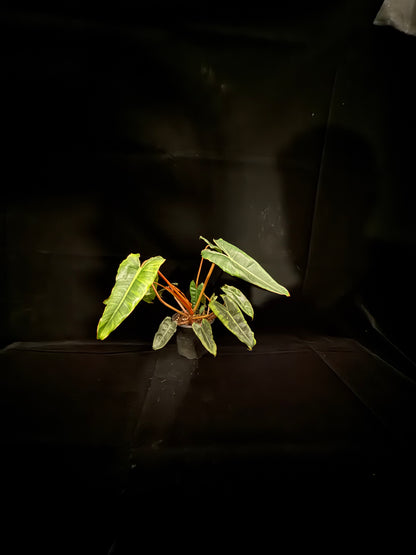 Philodendron Billietiae