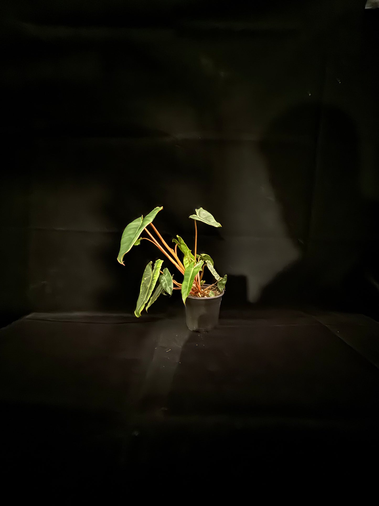 Philodendron Billietiae