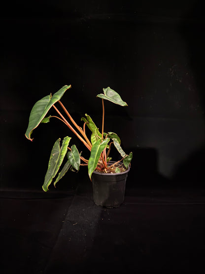 Philodendron Billietiae