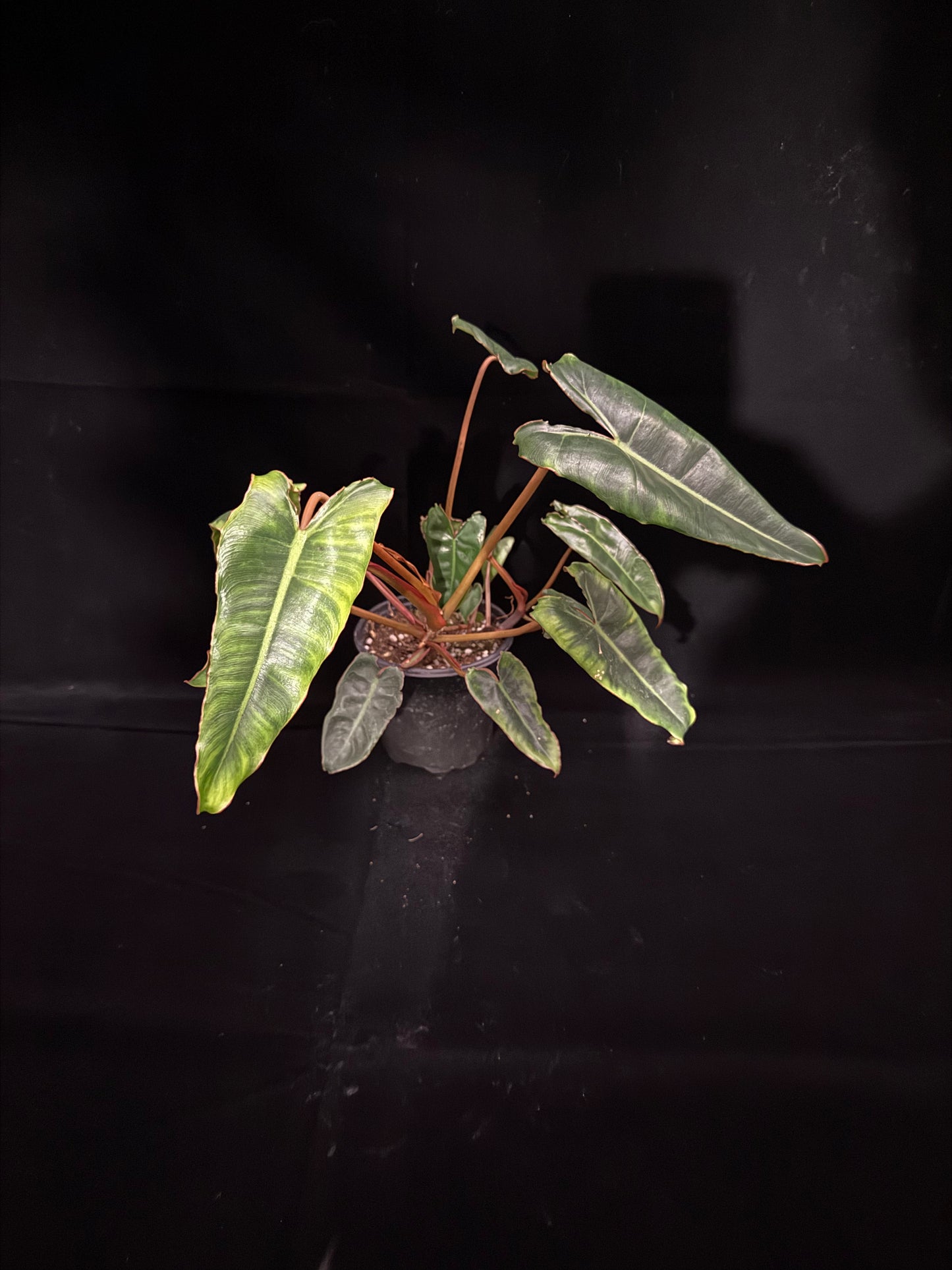 Philodendron Billietiae