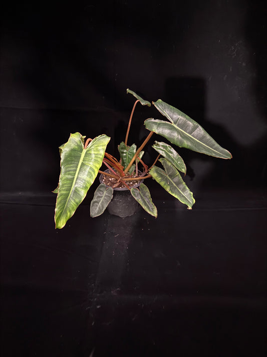 Philodendron Billietiae