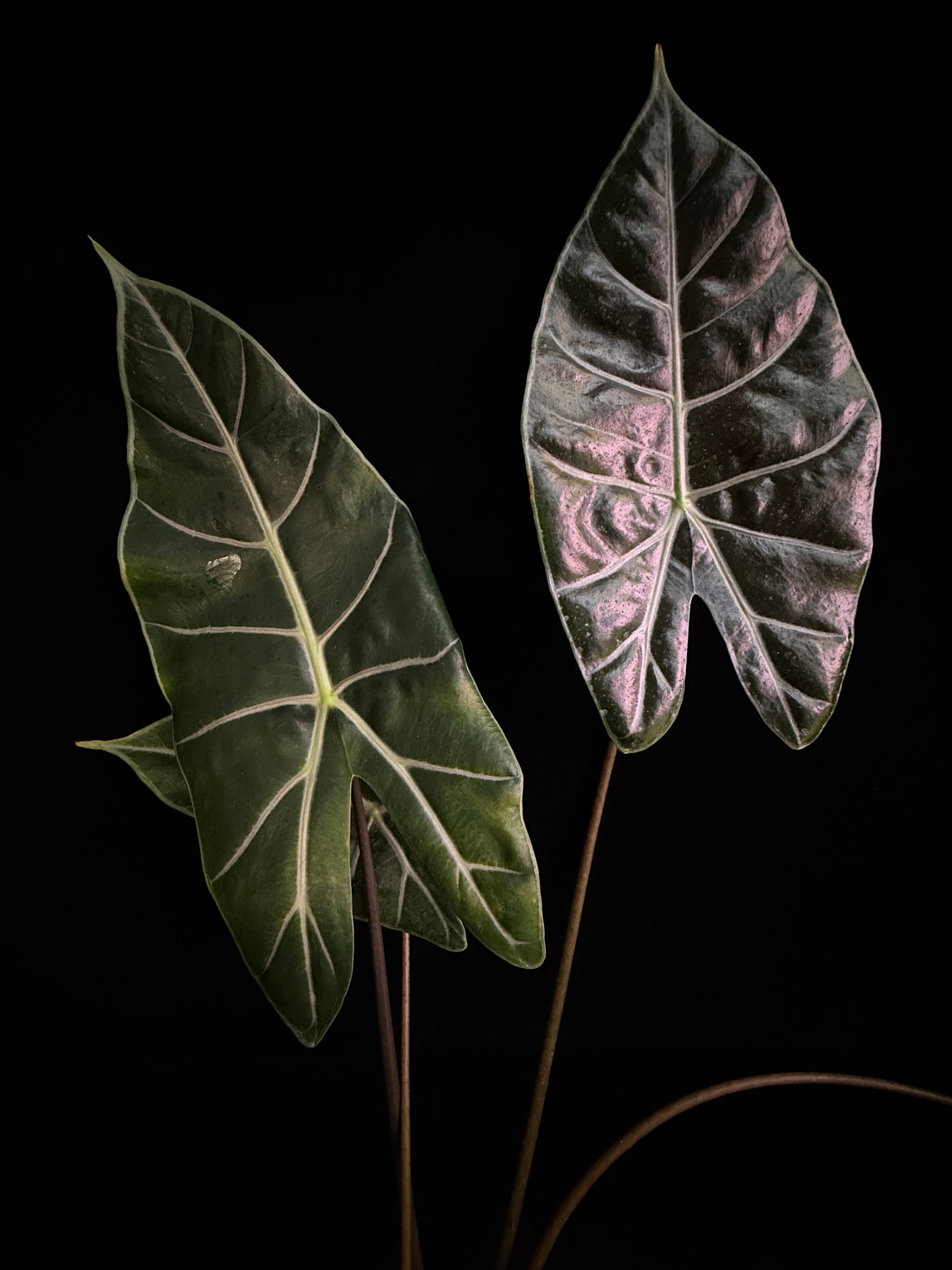 Alocasia Suhirmaniana Purple Vein - Grower's Choice
