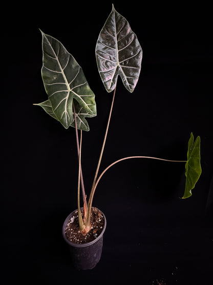 Alocasia Suhirmaniana Purple Vein - Grower's Choice