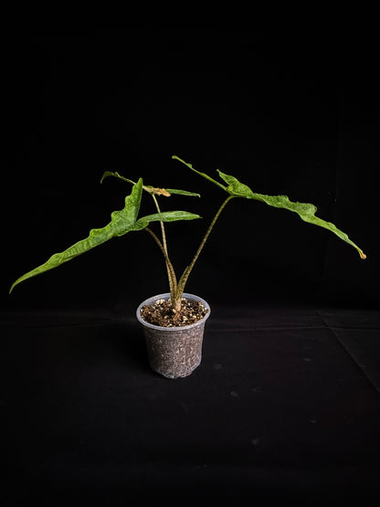 Alocasia Sulawesi SP "Sabrina"