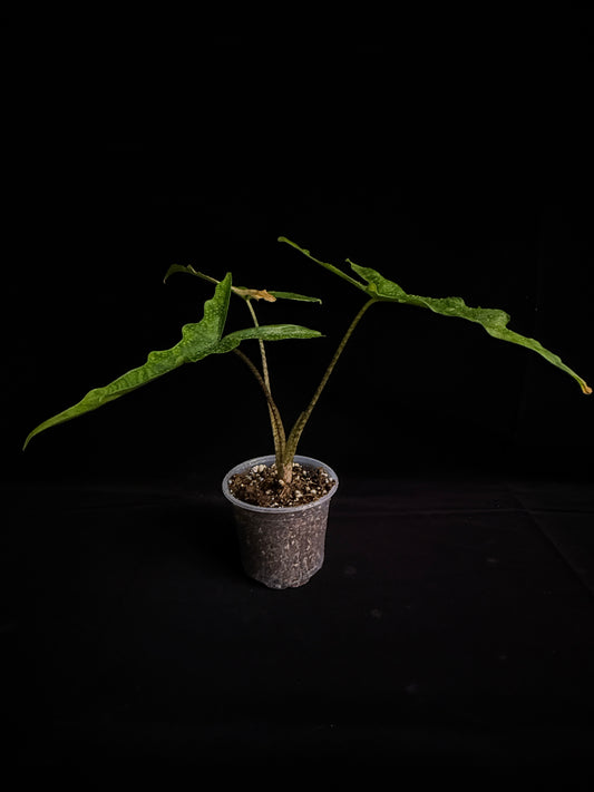 Alocasia Sulawesi SP "Sabrina"