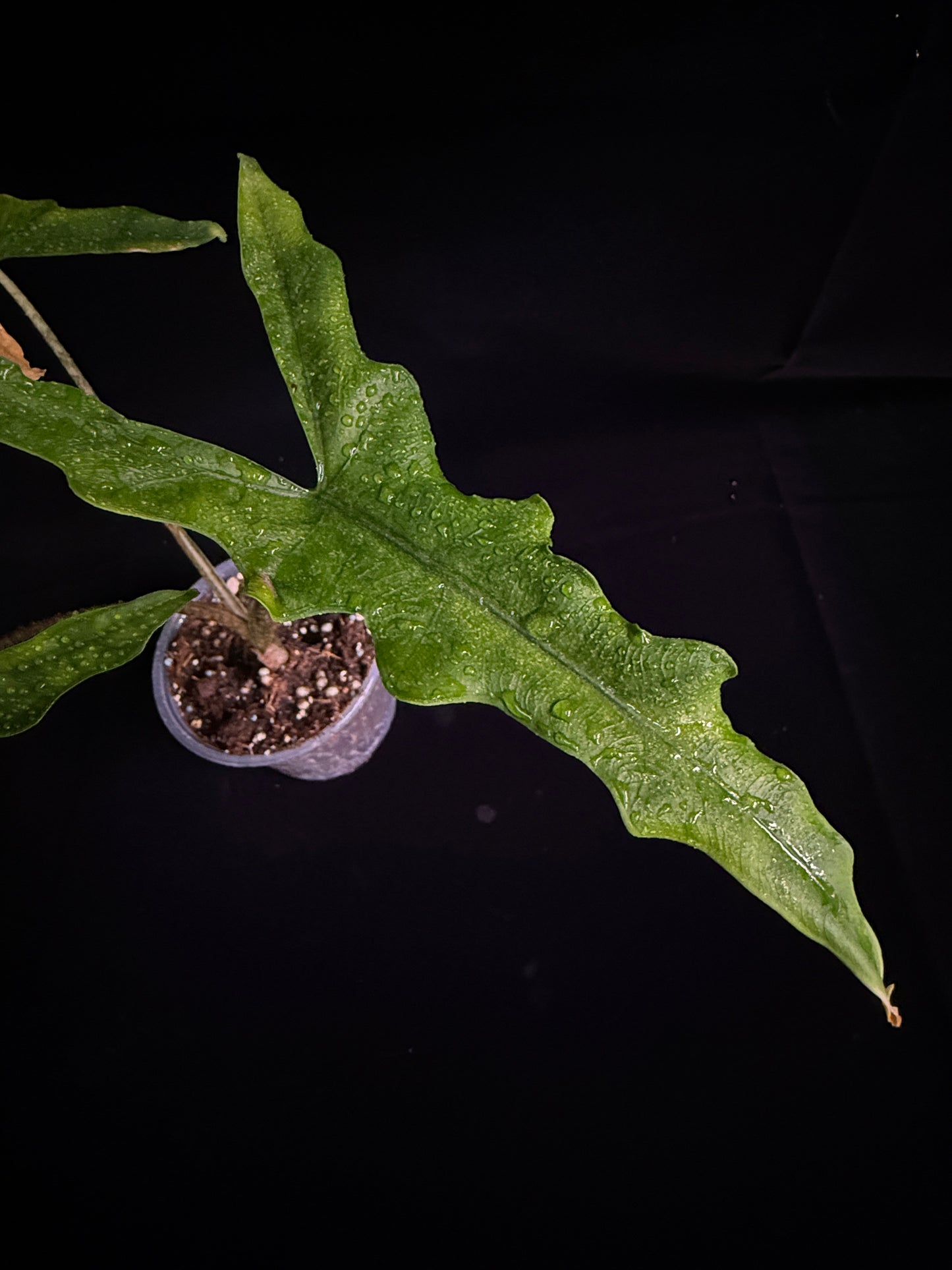Alocasia Sulawesi SP "Sabrina"