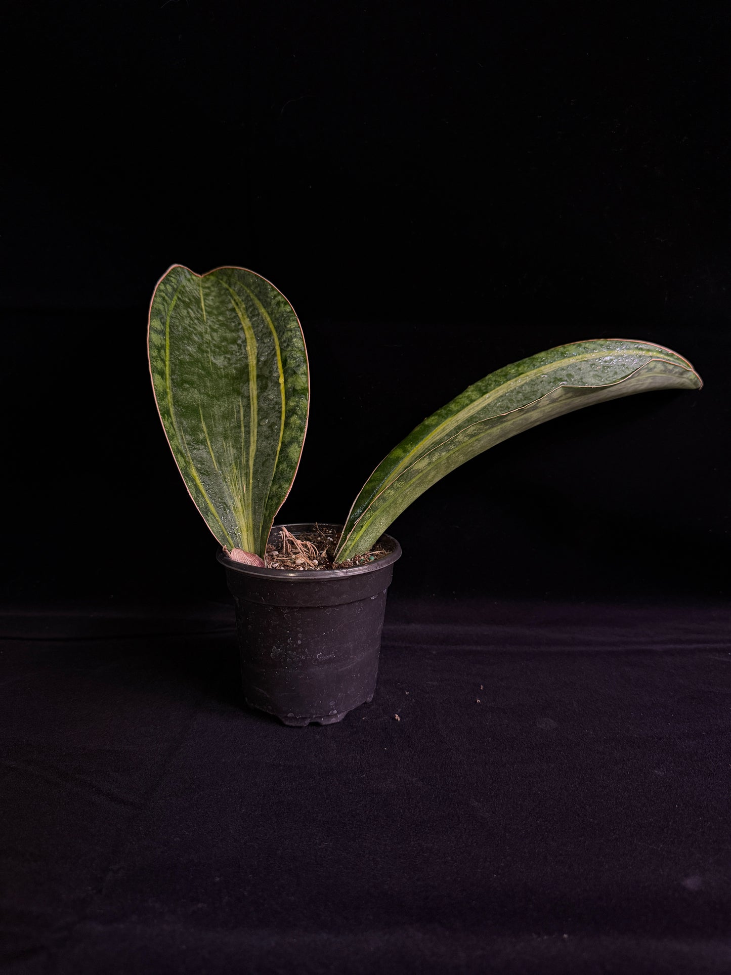 Sansevieria Mansonia