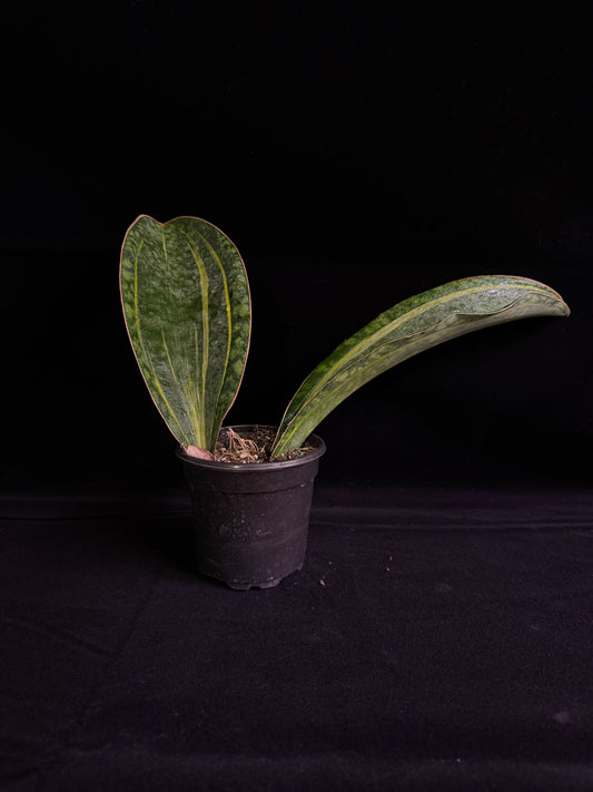 Sansevieria Mansonia