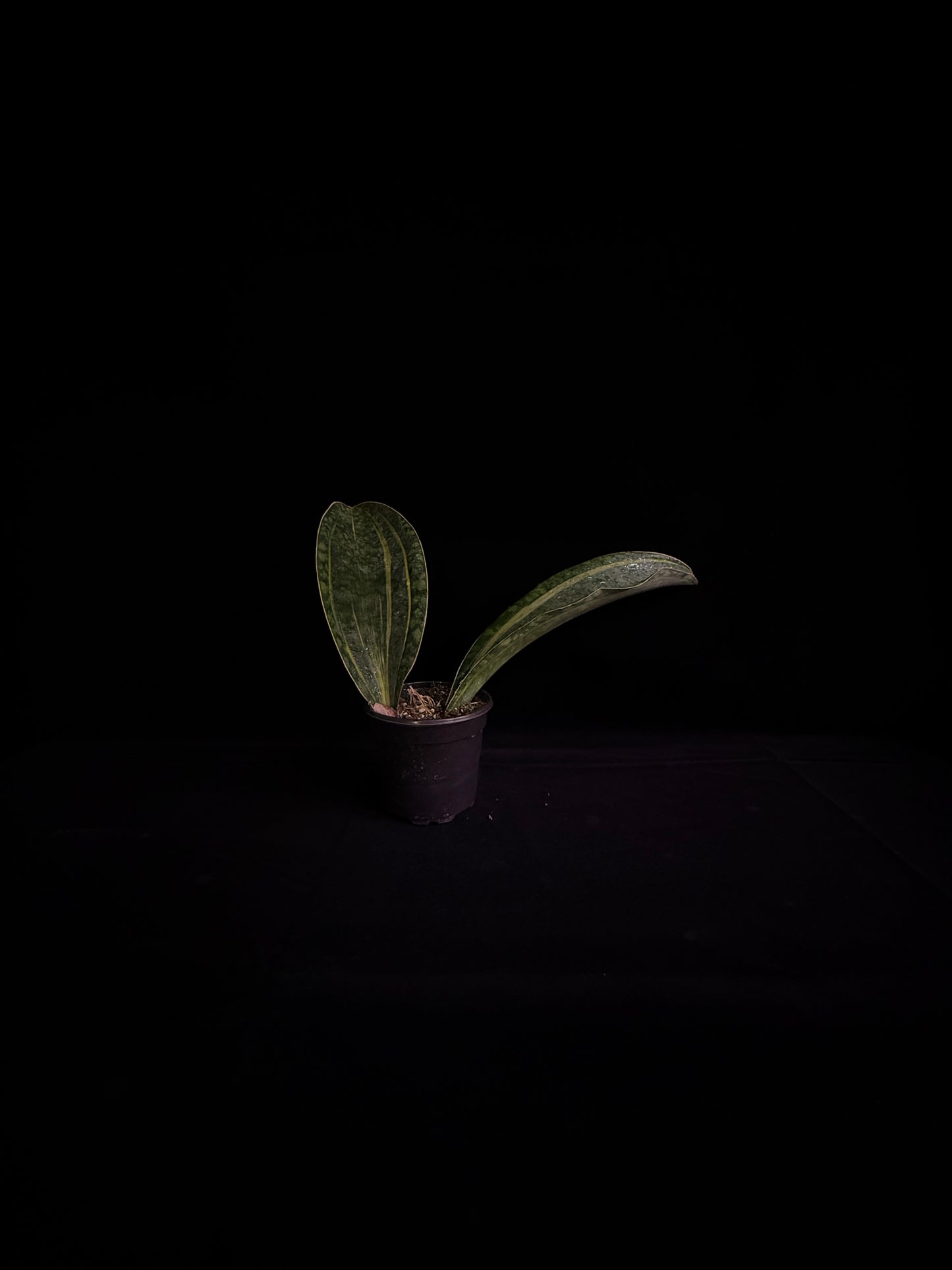 Sansevieria Mansonia