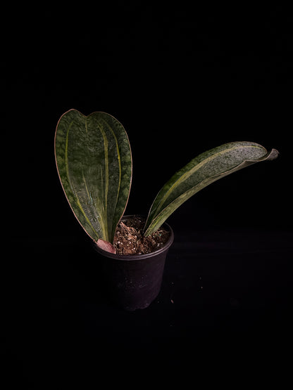 Sansevieria Mansonia