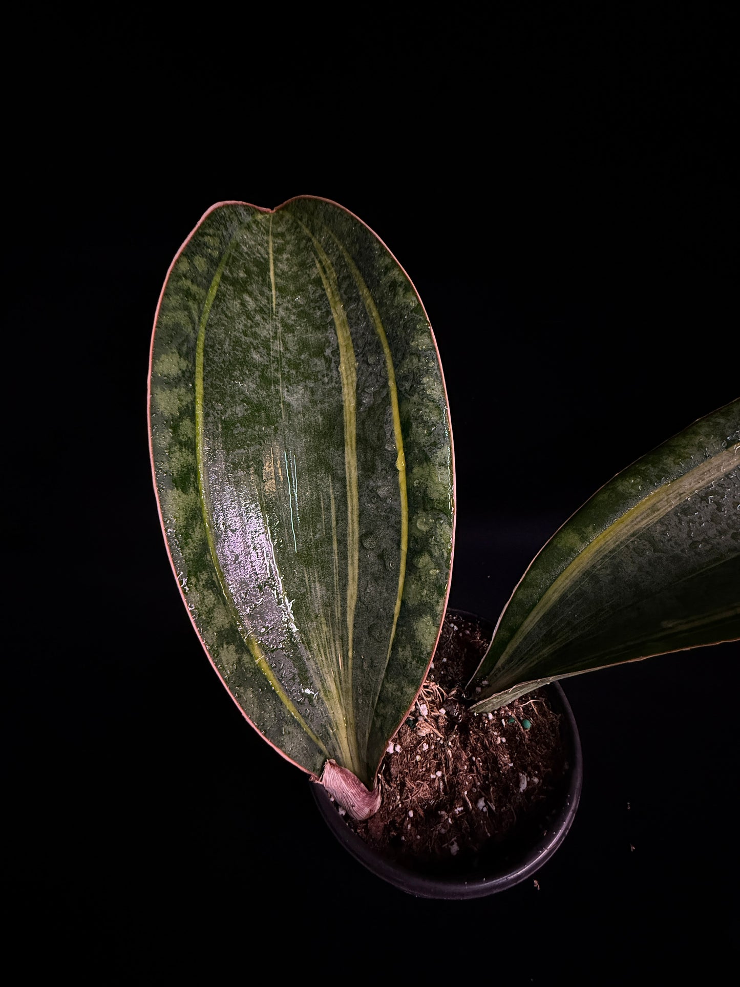 Sansevieria Mansonia