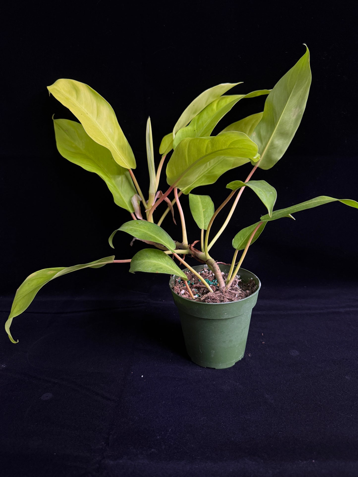 Philodendron Thai Sunrise (Reverted)