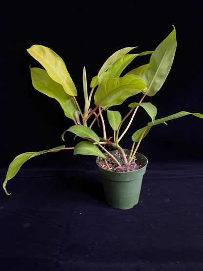 Philodendron Thai Sunrise (Reverted)