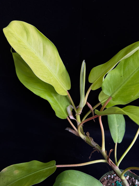 Philodendron Thai Sunrise (Reverted)