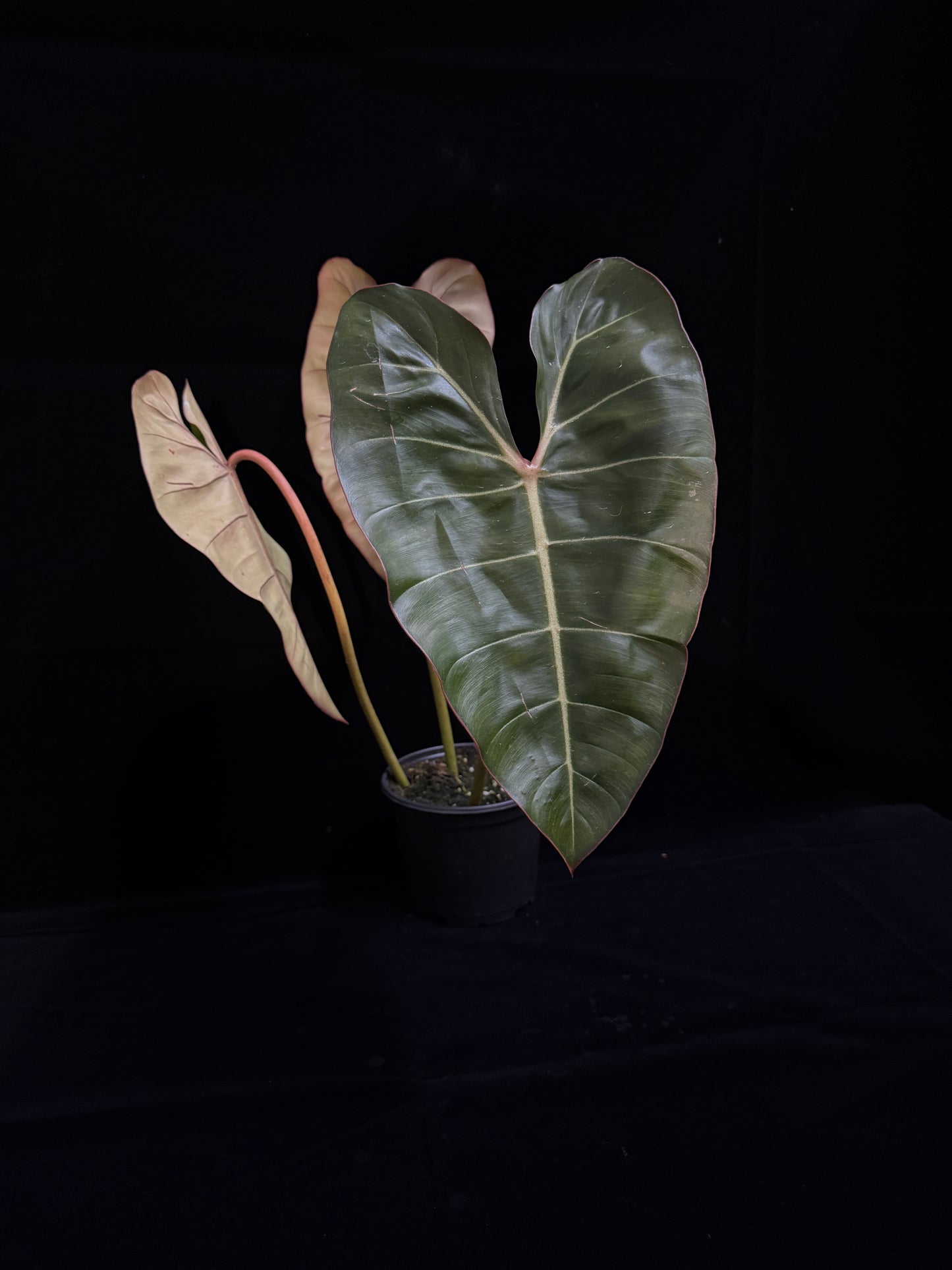 Philodendron Gloriosum x Billietiae