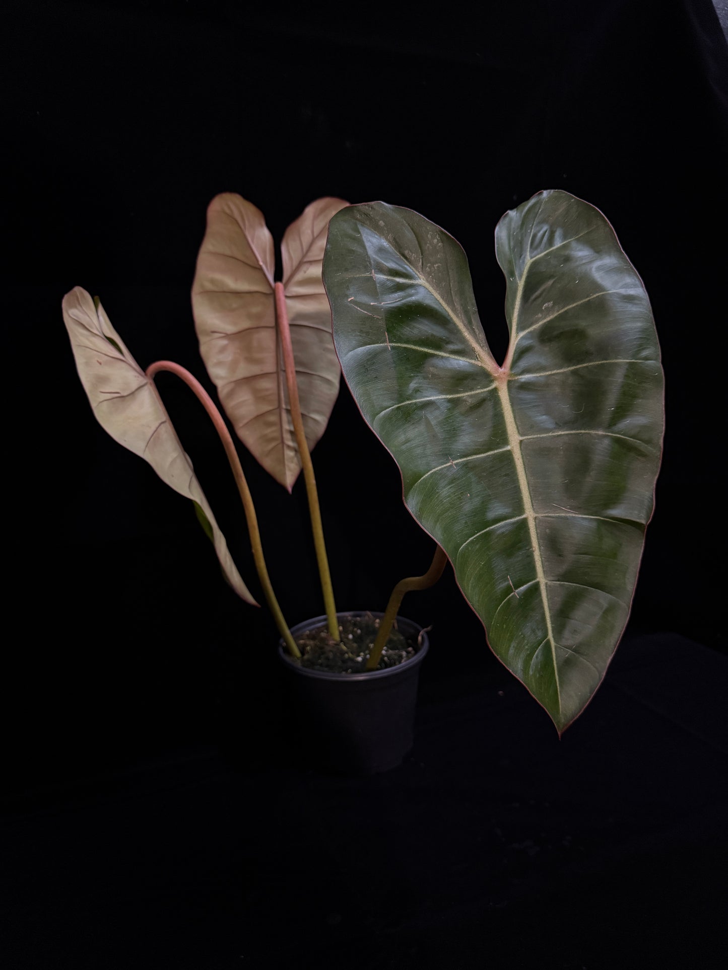 Philodendron Gloriosum x Billietiae