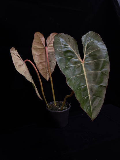 Philodendron Gloriosum x Billietiae