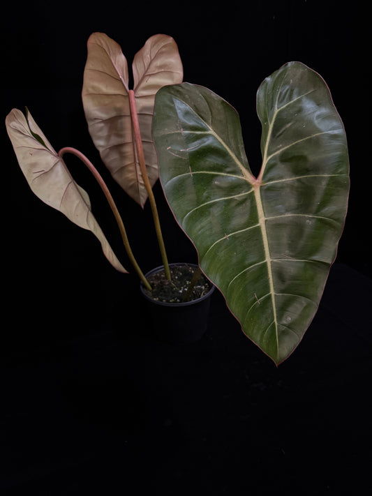 Philodendron Gloriosum x Billietiae