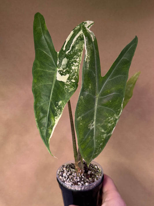 Alocasia Longiloba Albo Variegated