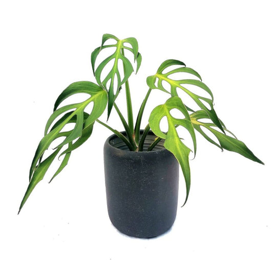 Burle Marx Flame - Growers Choice