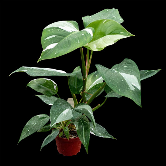 Philodendron White Princess