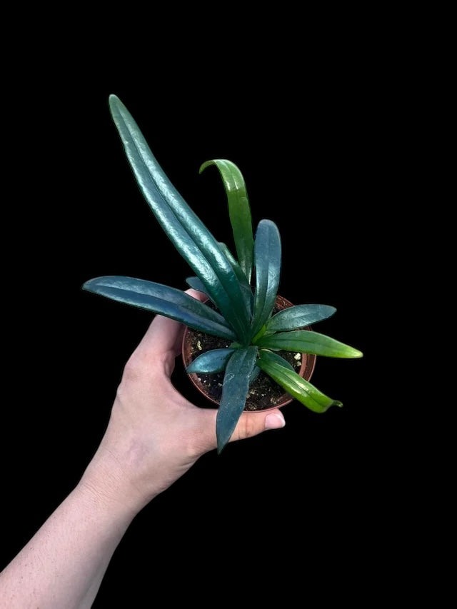 Blue Oil Fern - Hanging Basket - Grower's Choice