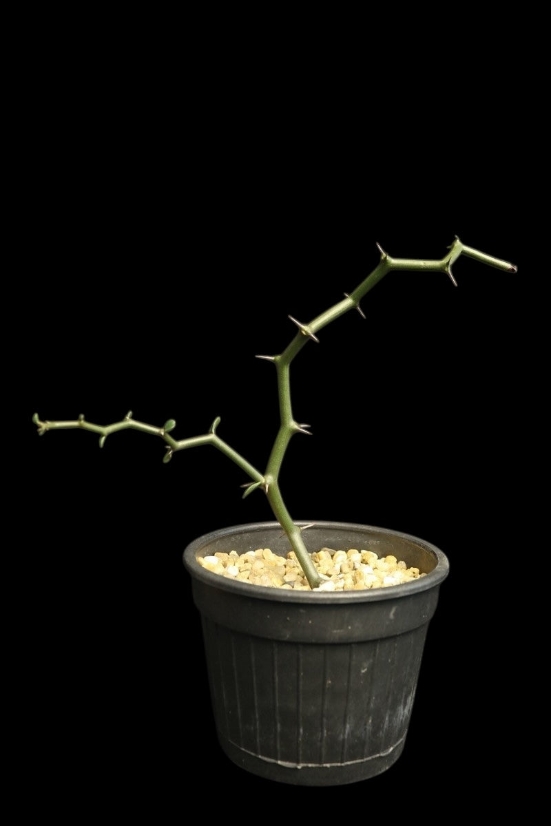 Decarya Madagascariensis (Zig-Zag) - Growers Choice