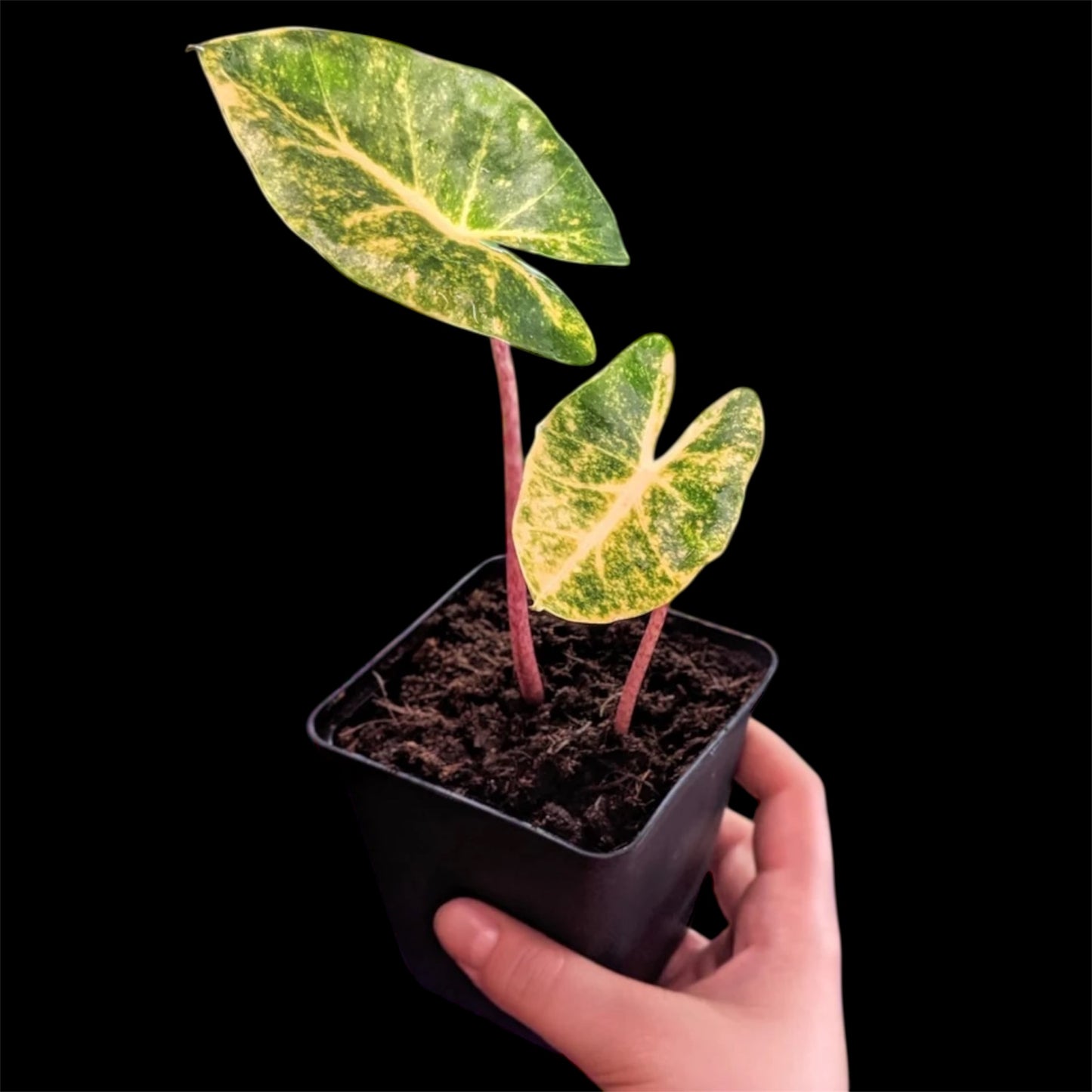Alocasia New Geuinea Gold - Grower's Choice