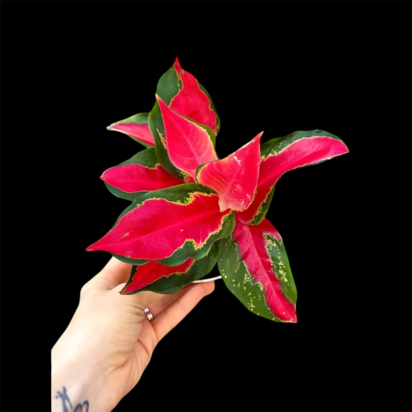 Aglaonema Suksom - Grower's Choice