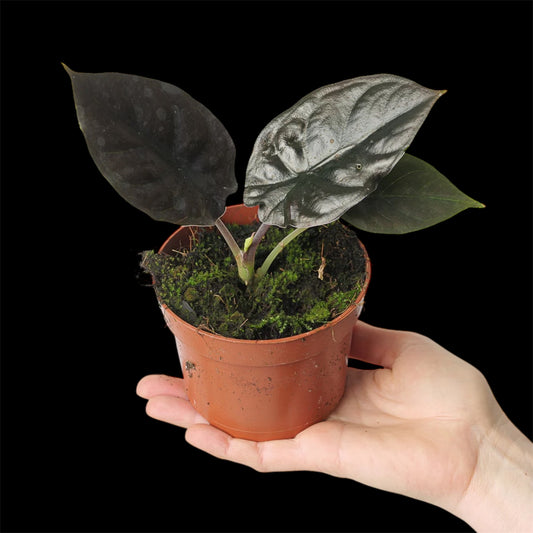 Alocasia Infernalis - Grower's Choice