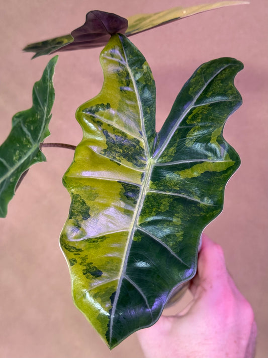 Portora Albo Variegated Alocasia