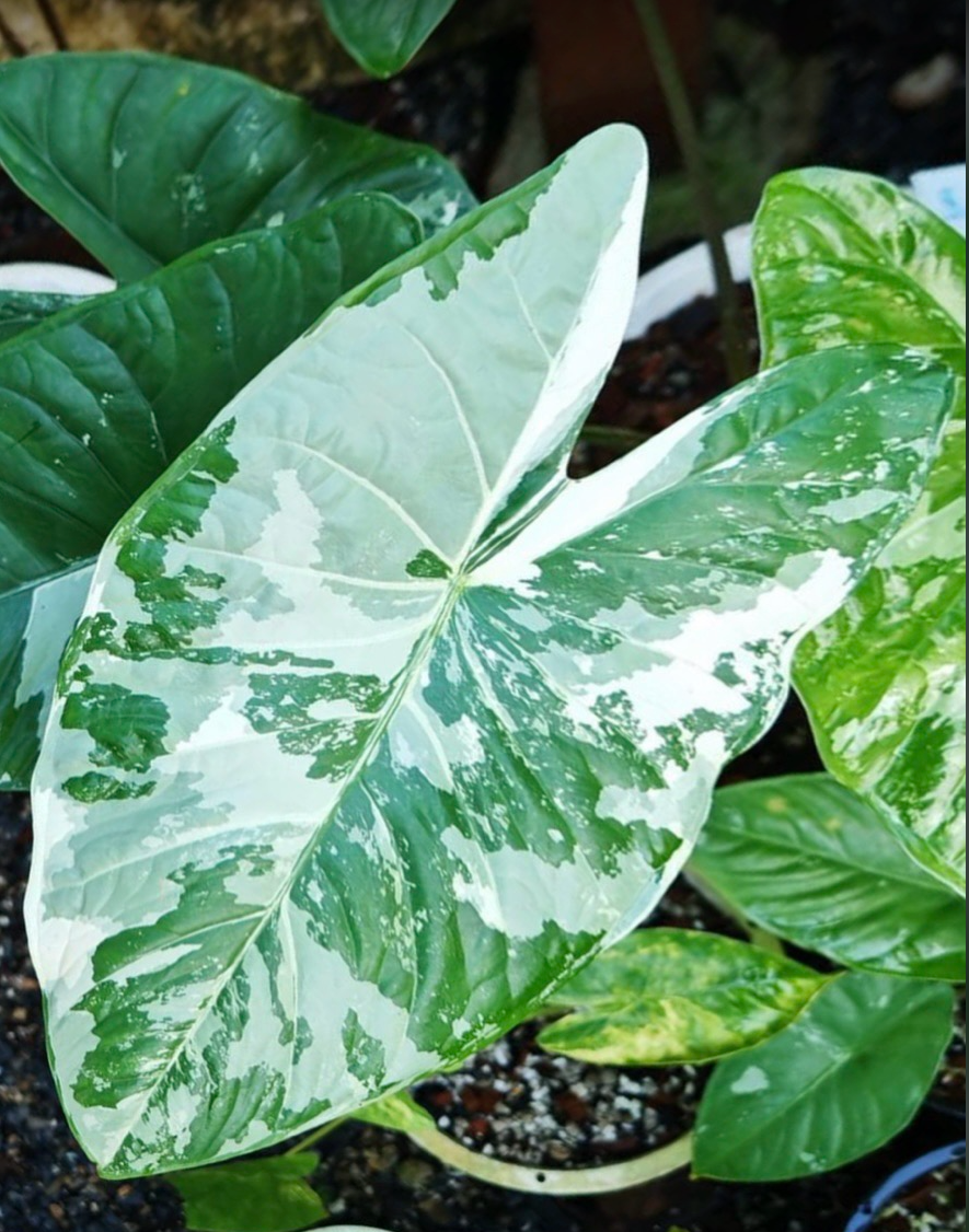 CORM - Albo Fornicata Albo Variegated *Pre-Order Import*