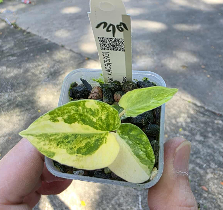 Anthurium (Var. Papillilaminum x AOS(SKG)) Variegated